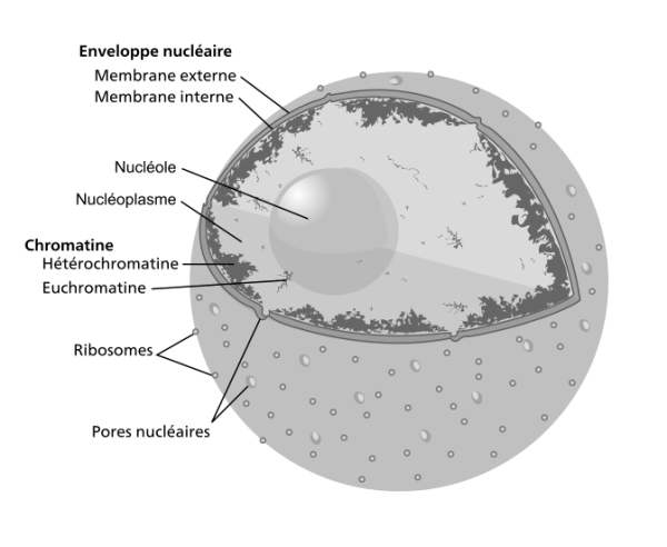 Ядро клетки