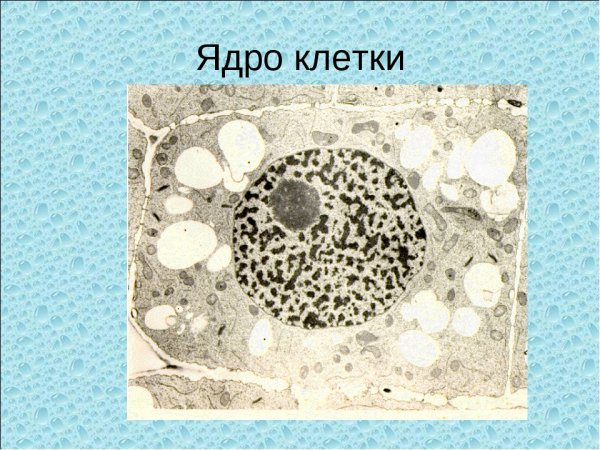 Ядрышко растительной клетки