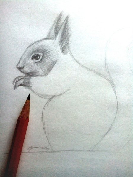 Рисунок белки