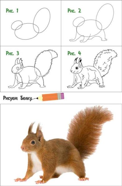 Раскраска Белочка