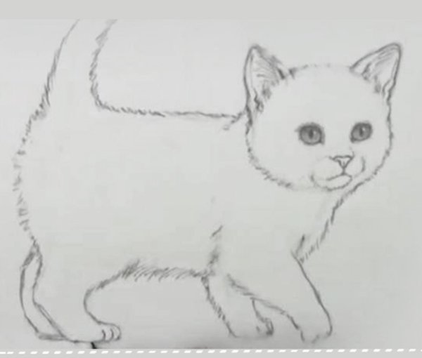 Рисунки котят для срисовки