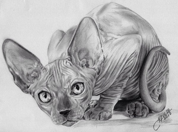 Сфинкс рисунок карандашом