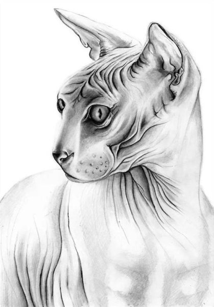 Раскраска сфинкс кошка