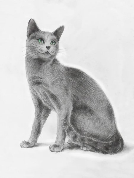 Кошка карандашом