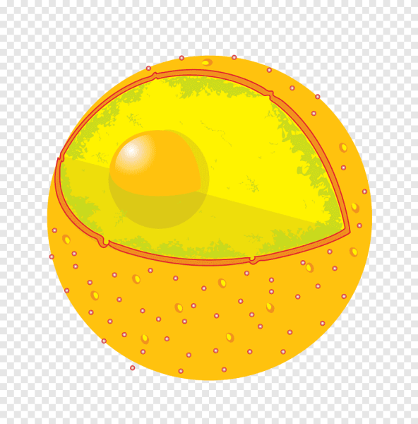 Ядро и ядрышко