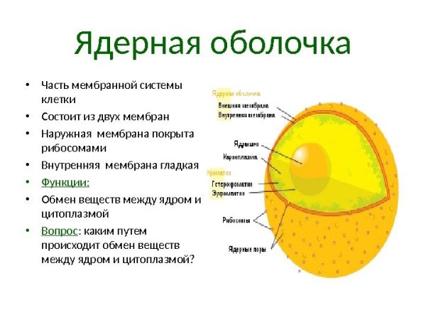 Строение ядерной оболочки ядра
