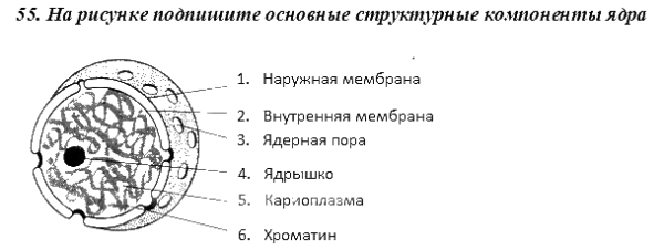 Компоненты ядра клетки