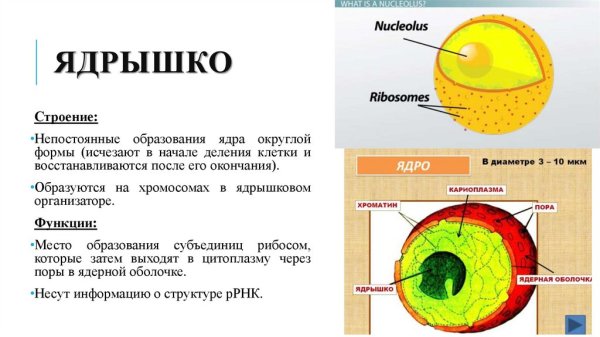 Ядрышко строение и функции
