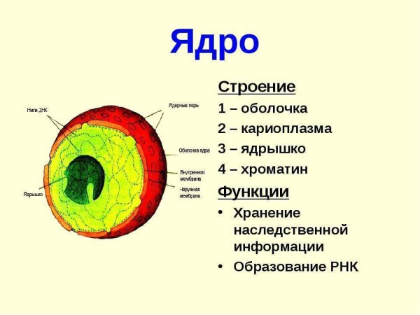 Строение ядра клетки рисунок