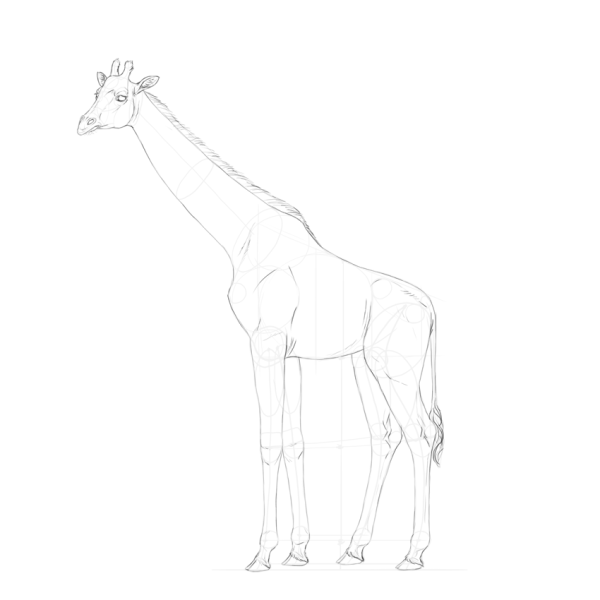 Жираф для срисовки