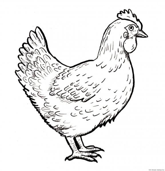 Курица для детей черно белая