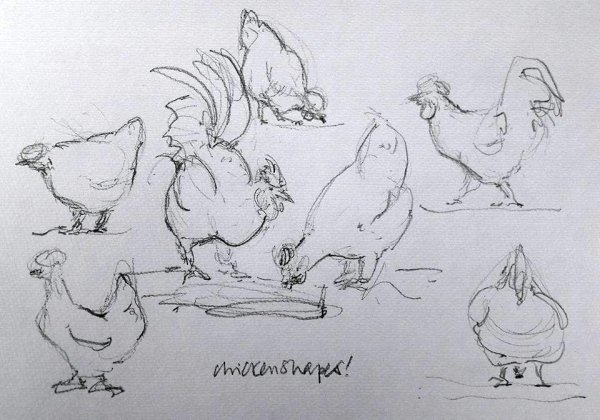 Наброски и зарисовки курица