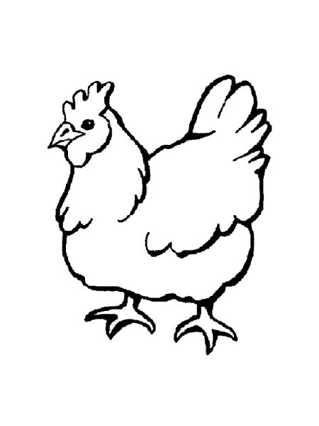 Домашние птицы картинки для детей для печати