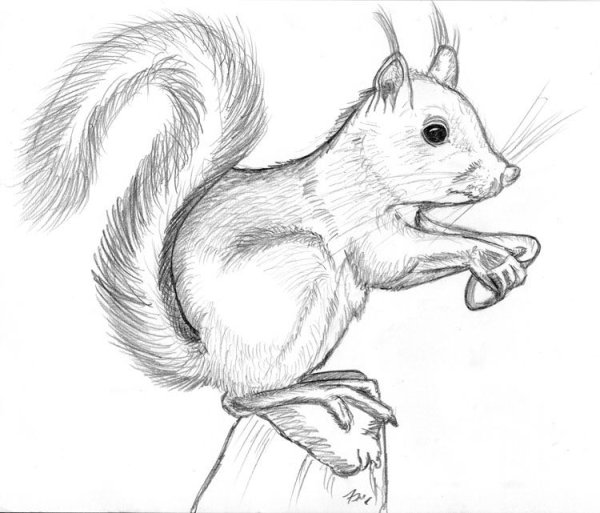 Белка карандашом