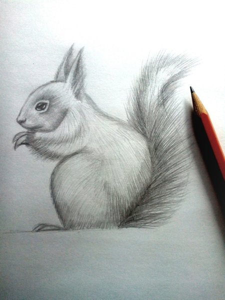 Белка рисунок карандашом