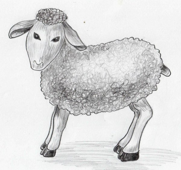 Рисование овцы
