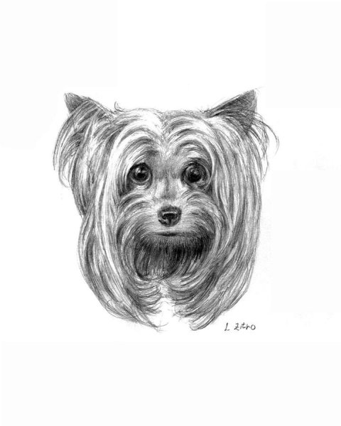 Йоркширский терьер