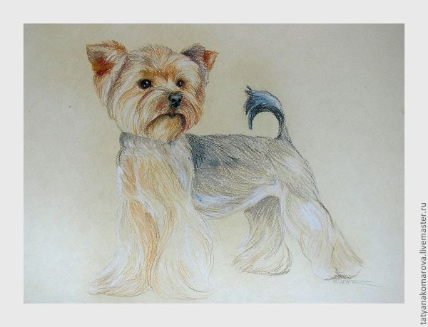 Йоркширский терьер рисунок карандашом
