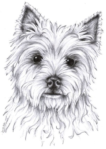 Йорк раскраска