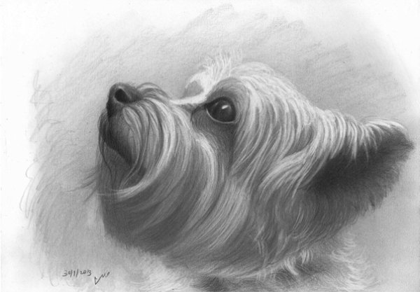 Скетч Йоркширский терьер