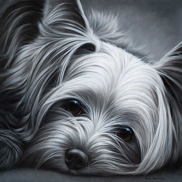 Раскраска Йоркширский терьер щенок