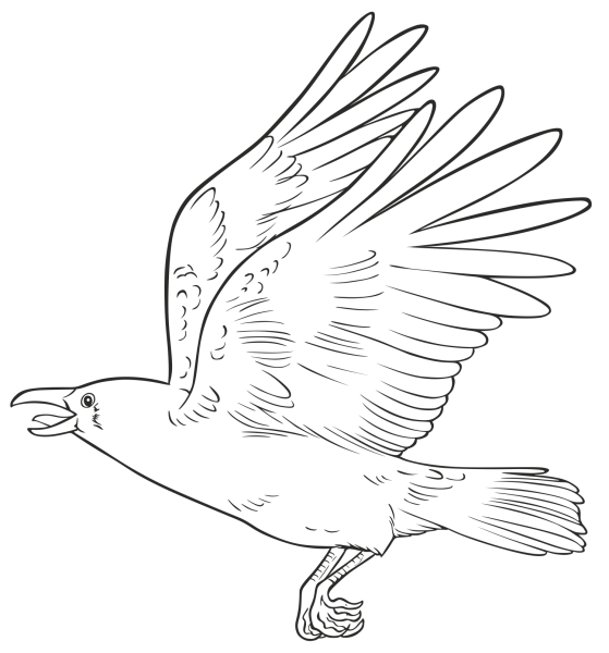 Раскраска ворона летит