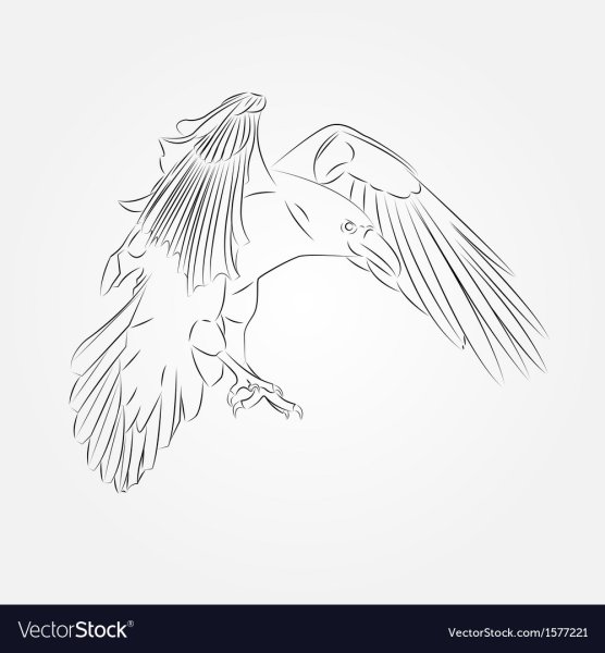 Ворон в полёте карандашом