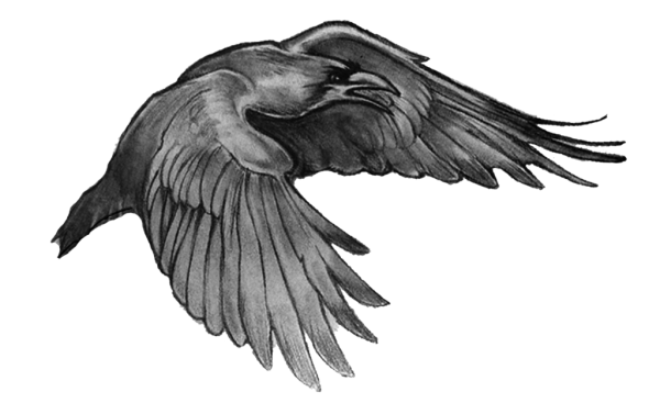 Ворон в полете эскиз