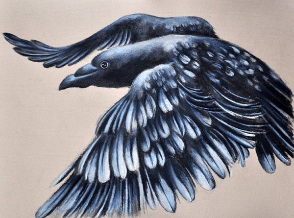 Ворона в полете рисунок карандашом