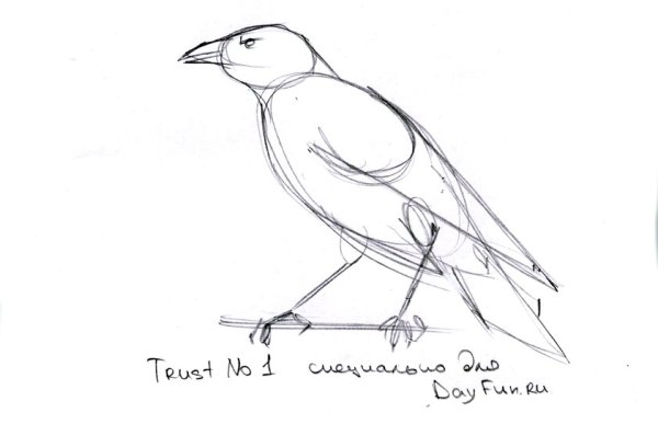 Эскизы птиц для рисования