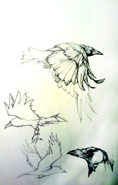 Наброски вороны с разных ракурсов