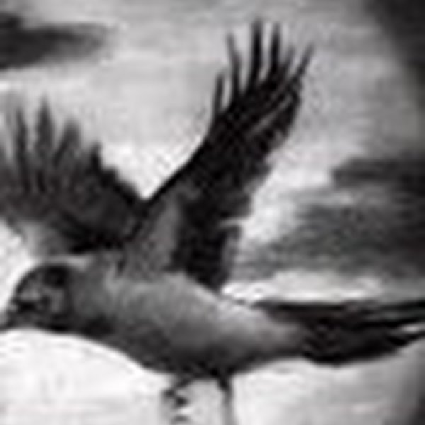 Птицы вороны в движении