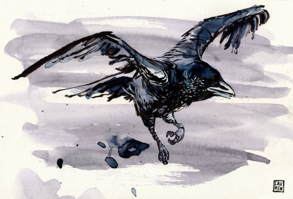 Ворон рисунок