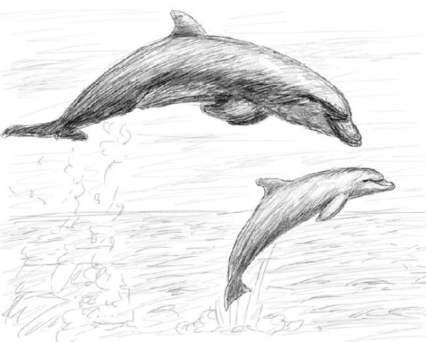 Дельфины рисунок карандашом для срисовки