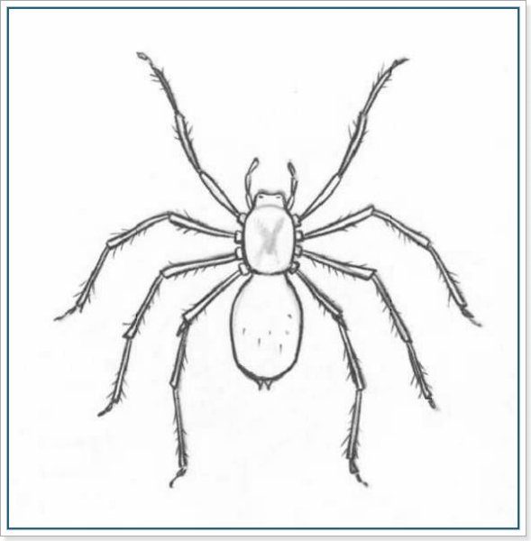 Паук карандашом