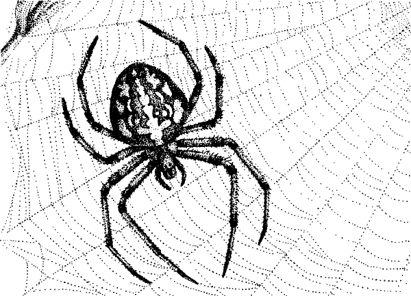 Паук крестовик