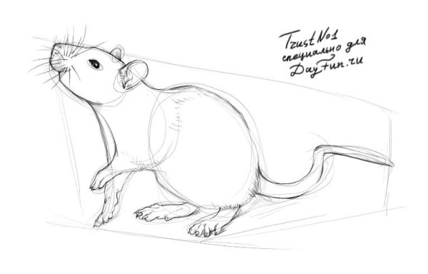 Крыса для срисовки