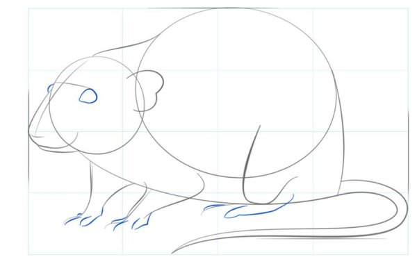 Поэтапное рисование мыши