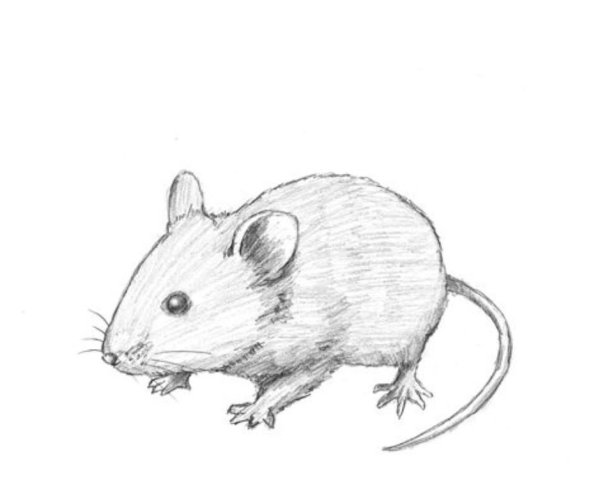 Крыса из мультика Рататуй