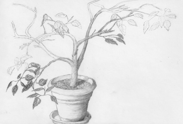 Наброски домашних растений