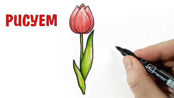 Узамбарская фиалка раскраска