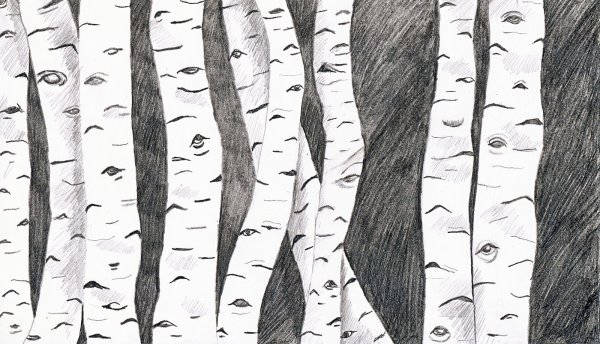 Ствол березы карандашом