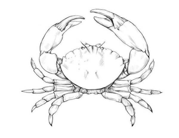 Краб рисунок