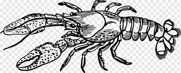 Ракообразные раскраска для детей