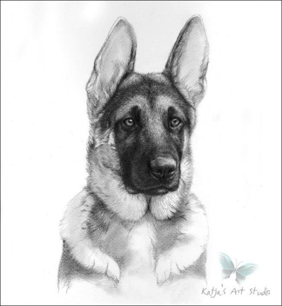 Овчарка рисунок карандашом