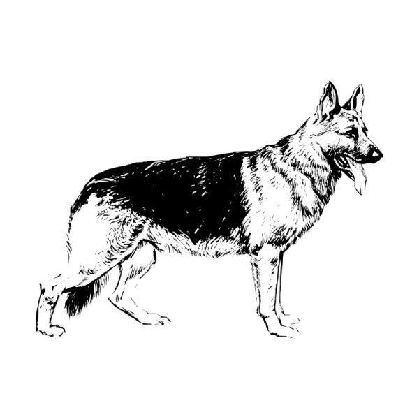 Немецкая овчарка рисунок карандашом