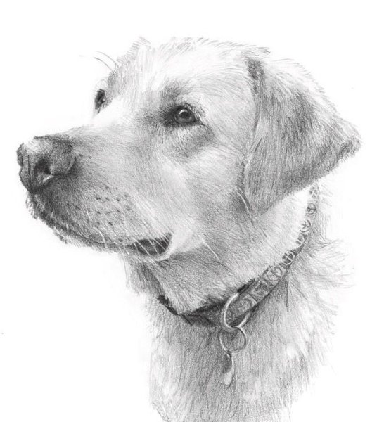 Лабрадор карандашом