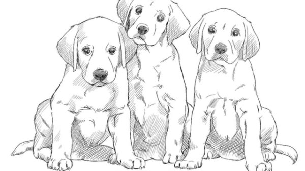Щенок лабрадора карандашом