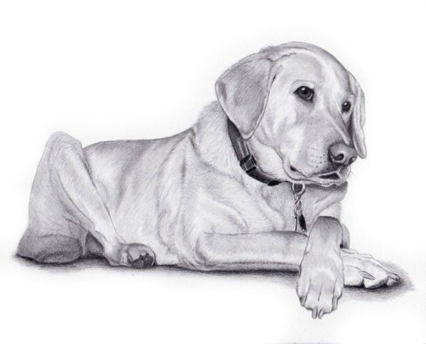 Лабрадор рисунок карандашом