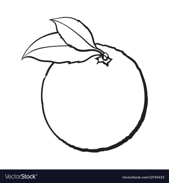 Мандарин раскраска